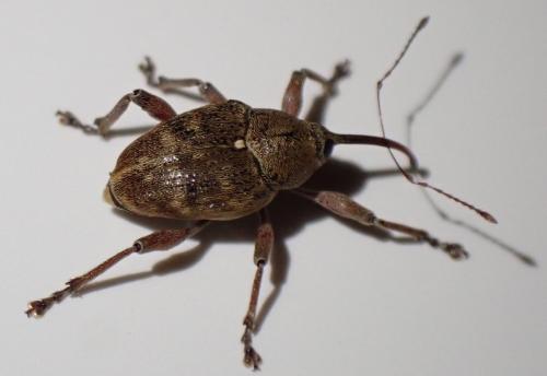 Réf. 329 054 : Curculio nucum